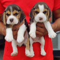 Masseuse uttrakhand pets hub Masseuse uttrakhand pets hub