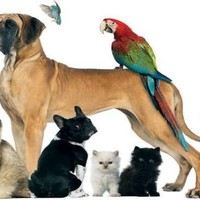 Masseuse AnimaL_LoveR Masseuse AnimaL_LoveR
