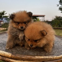 Masseuse Pawwsome Pets Masseuse Pawwsome Pets